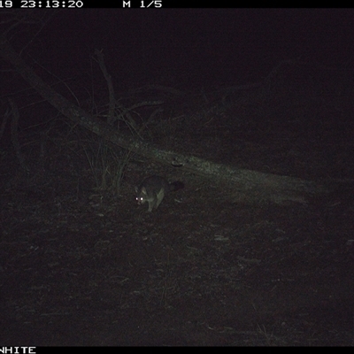 Trichosurus vulpecula (Common Brushtail Possum) at Crowther, NSW - 19 Jun 2025 by Frecko