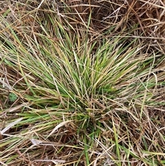 Nassella neesiana (Chilean Needlegrass) at Watson, ACT - 28 Jul 2025 by waltraud