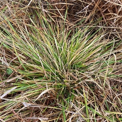 Nassella neesiana (Chilean Needlegrass) at Watson, ACT - 28 Jul 2025 by waltraud