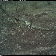 Macropus giganteus (Eastern Grey Kangaroo) at Crowther, NSW - 15 Jun 2025 by Frecko