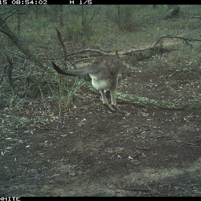 Macropus giganteus (Eastern Grey Kangaroo) at Crowther, NSW - 15 Jun 2025 by Frecko