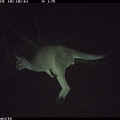 Macropus giganteus (Eastern Grey Kangaroo) at Crowther, NSW - 15 Jun 2025 by Frecko