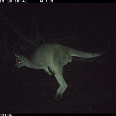 Macropus giganteus (Eastern Grey Kangaroo) at Crowther, NSW - 15 Jun 2025 by Frecko