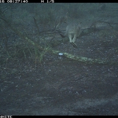 Macropus giganteus (Eastern Grey Kangaroo) at Crowther, NSW - 16 Jun 2025 by Frecko