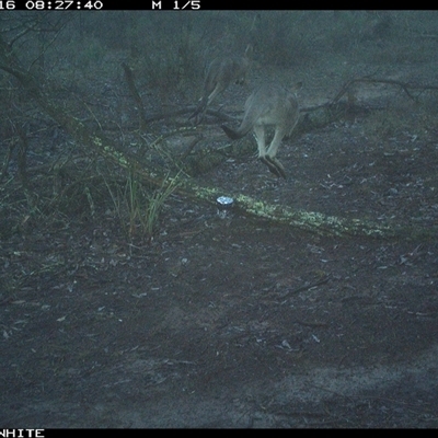 Macropus giganteus (Eastern Grey Kangaroo) at Crowther, NSW - 16 Jun 2025 by Frecko