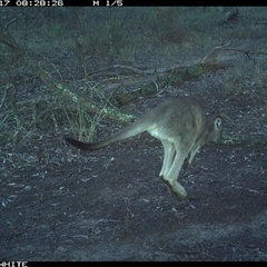 Macropus giganteus (Eastern Grey Kangaroo) at Crowther, NSW - 17 Jun 2025 by Frecko