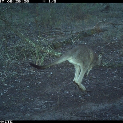 Macropus giganteus (Eastern Grey Kangaroo) at Crowther, NSW - 17 Jun 2025 by Frecko