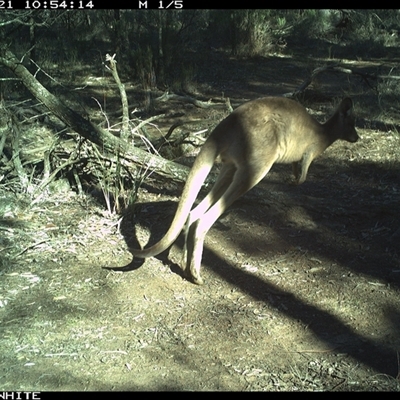 Macropus giganteus (Eastern Grey Kangaroo) at Crowther, NSW - 21 Jun 2025 by Frecko