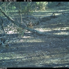 Macropus giganteus (Eastern Grey Kangaroo) at Crowther, NSW - 21 Jun 2025 by Frecko