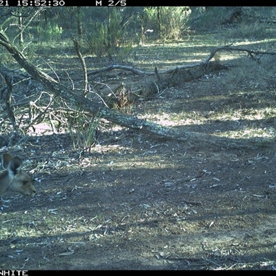 Macropus giganteus (Eastern Grey Kangaroo) at Crowther, NSW - 21 Jun 2025 by Frecko