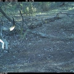 Macropus giganteus (Eastern Grey Kangaroo) at Crowther, NSW - 21 Jun 2025 by Frecko