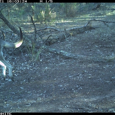 Macropus giganteus (Eastern Grey Kangaroo) at Crowther, NSW - 21 Jun 2025 by Frecko