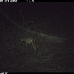 Vulpes vulpes (Red Fox) at Crowther, NSW - 18 Jun 2025 by Frecko