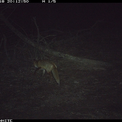 Vulpes vulpes (Red Fox) at Crowther, NSW - 18 Jun 2025 by Frecko