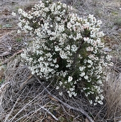 Cryptandra amara (Bitter Cryptandra) at Hackett, ACT - 29 Jul 2025 by waltraud
