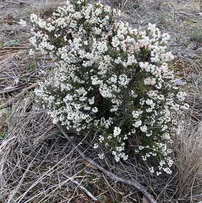 Cryptandra amara (Bitter Cryptandra) at Hackett, ACT - 29 Jul 2025 by waltraud