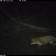 Vulpes vulpes (Red Fox) at Crowther, NSW - 19 Jun 2025 by Frecko