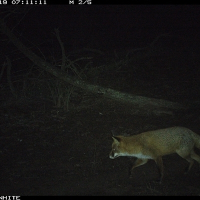 Vulpes vulpes (Red Fox) at Crowther, NSW - 19 Jun 2025 by Frecko