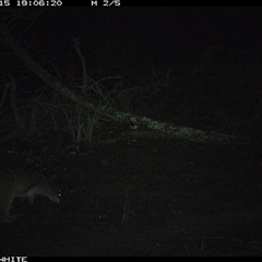 Wallabia bicolor (Swamp Wallaby) at Crowther, NSW - 15 Jun 2025 by Frecko