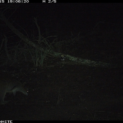 Wallabia bicolor (Swamp Wallaby) at Crowther, NSW - 15 Jun 2025 by Frecko
