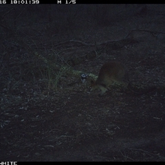 Wallabia bicolor (Swamp Wallaby) at Crowther, NSW - 16 Jun 2025 by Frecko