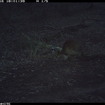 Wallabia bicolor (Swamp Wallaby) at Crowther, NSW - 16 Jun 2025 by Frecko