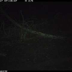 Wallabia bicolor (Swamp Wallaby) at Crowther, NSW - 17 Jun 2025 by Frecko