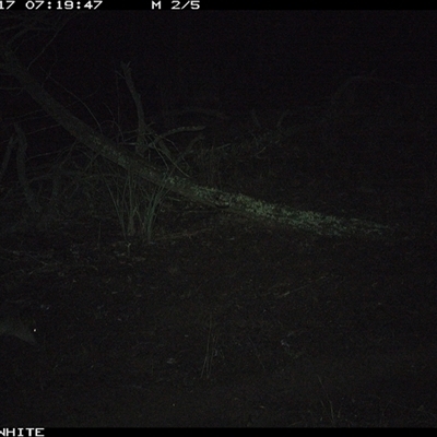 Wallabia bicolor (Swamp Wallaby) at Crowther, NSW - 17 Jun 2025 by Frecko