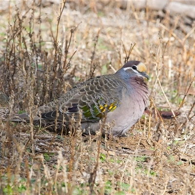 Phaps chalcoptera (Common Bronzewing) at Cook, ACT - 21 Jul 2025 by Rheardy