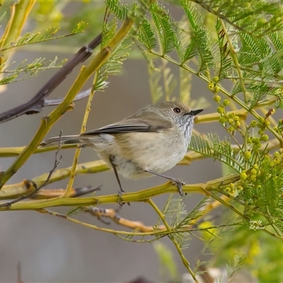 Acanthiza pusilla (Brown Thornbill) at Cook, ACT - 29 Jul 2025 by Rheardy