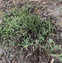 Grevillea (genus) (Grevillea) at Hackett, ACT - 29 Jul 2025 by waltraud
