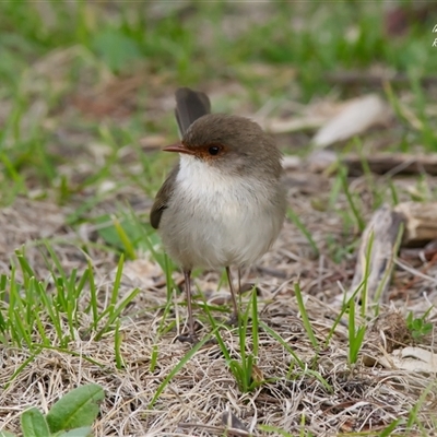 Malurus cyaneus (Superb Fairywren) at Cook, ACT - 29 Jul 2025 by Rheardy