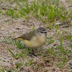 Acanthiza chrysorrhoa (Yellow-rumped Thornbill) at Cook, ACT - 29 Jul 2025 by Rheardy