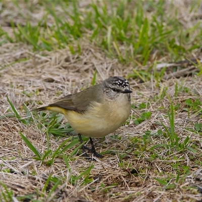 Acanthiza chrysorrhoa (Yellow-rumped Thornbill) at Cook, ACT - 29 Jul 2025 by Rheardy