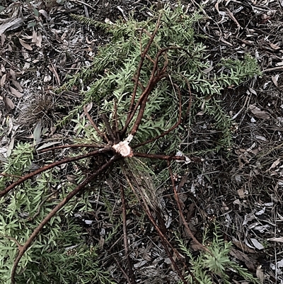 Grevillea (genus) (Grevillea) at Hackett, ACT - 29 Jul 2025 by waltraud