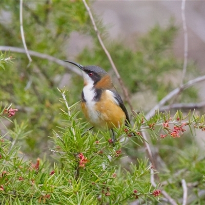 Acanthorhynchus tenuirostris (Eastern Spinebill) at Cook, ACT - 29 Jul 2025 by Rheardy