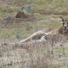 Macropus giganteus (Eastern Grey Kangaroo) at Cook, ACT - 29 Jul 2025 by Rheardy
