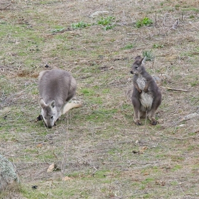 Osphranter robustus robustus (Eastern Wallaroo) at Cook, ACT - 29 Jul 2025 by Rheardy