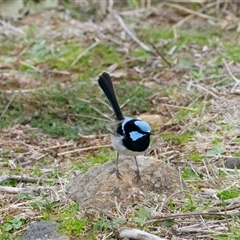 Malurus cyaneus (Superb Fairywren) at Cook, ACT - 29 Jul 2025 by Rheardy
