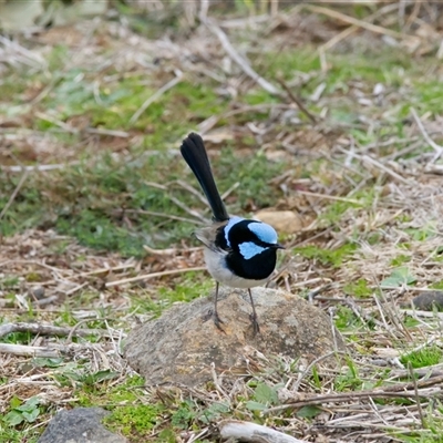 Malurus cyaneus (Superb Fairywren) at Cook, ACT - 29 Jul 2025 by Rheardy