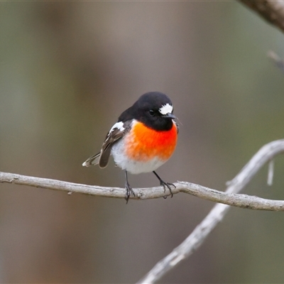 Petroica boodang (Scarlet Robin) at Cook, ACT - 29 Jul 2025 by Rheardy