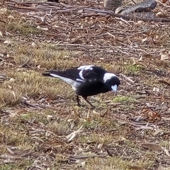 Gymnorhina tibicen (Australian Magpie) at O'Malley, ACT - 30 Jul 2025 by Mike