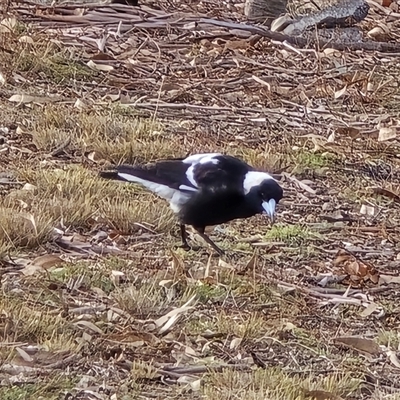 Gymnorhina tibicen (Australian Magpie) at O'Malley, ACT - 30 Jul 2025 by Mike