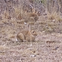 Oryctolagus cuniculus (European Rabbit) at O'Malley, ACT - 30 Jul 2025 by Mike