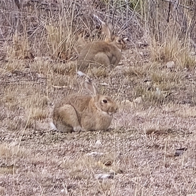 Oryctolagus cuniculus (European Rabbit) at O'Malley, ACT - 30 Jul 2025 by Mike