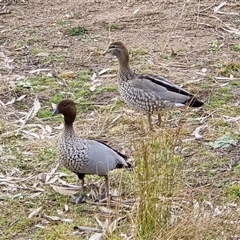 Chenonetta jubata (Australian Wood Duck) at O'Malley, ACT - 30 Jul 2025 by Mike