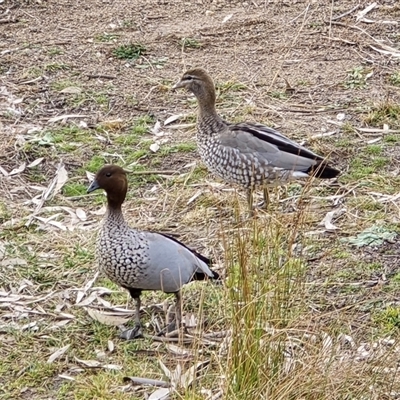 Chenonetta jubata (Australian Wood Duck) at O'Malley, ACT - 30 Jul 2025 by Mike