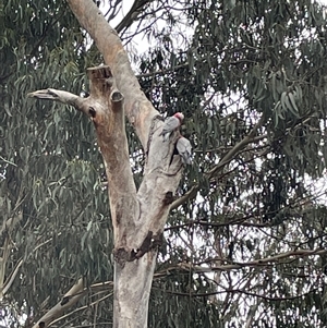 Eolophus roseicapilla (Galah) at Dickson, ACT - 30 Jul 2025 by Lisa.Jok