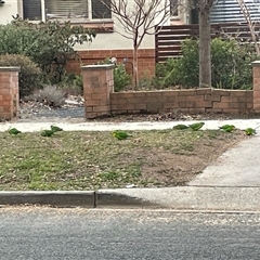 Polytelis swainsonii (Superb Parrot) at O'Connor, ACT - 30 Jul 2025 by Lisa.Jok