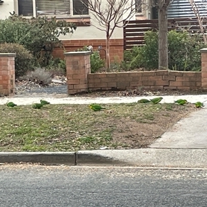 Polytelis swainsonii (Superb Parrot) at O'Connor, ACT - 30 Jul 2025 by Lisa.Jok